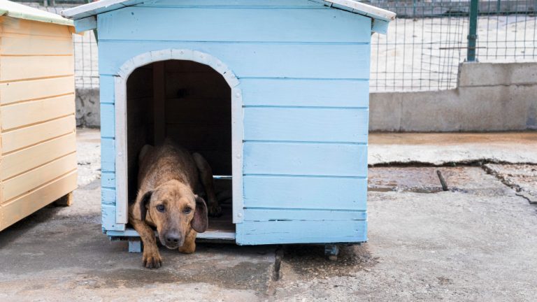 diy cheap dog kennel ideas
