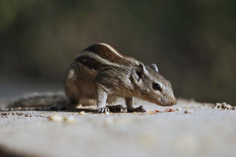 how to get a mouse off a glue trap
